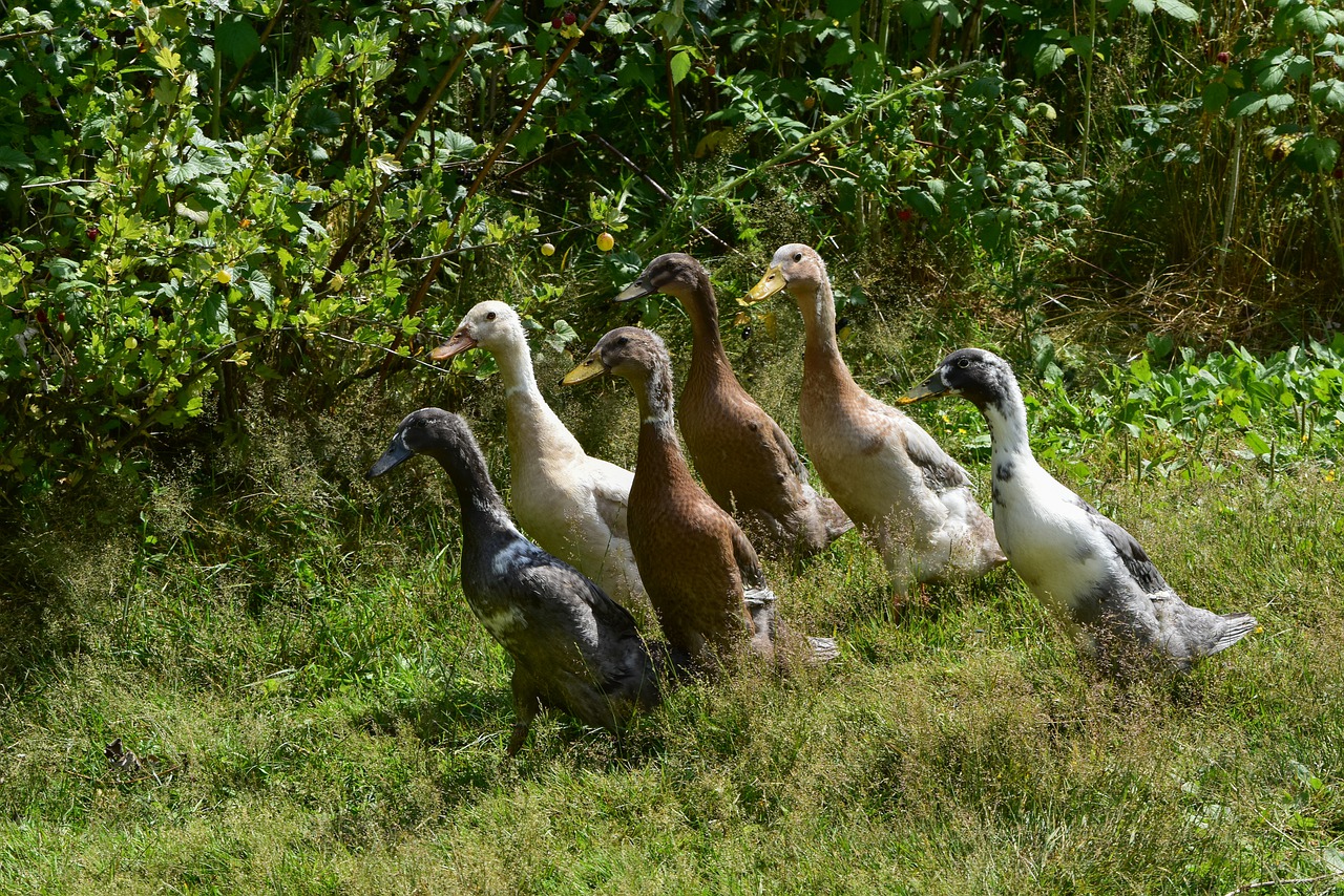 Runner Ducks Ducks Garden Family  - RiO75 / Pixabay