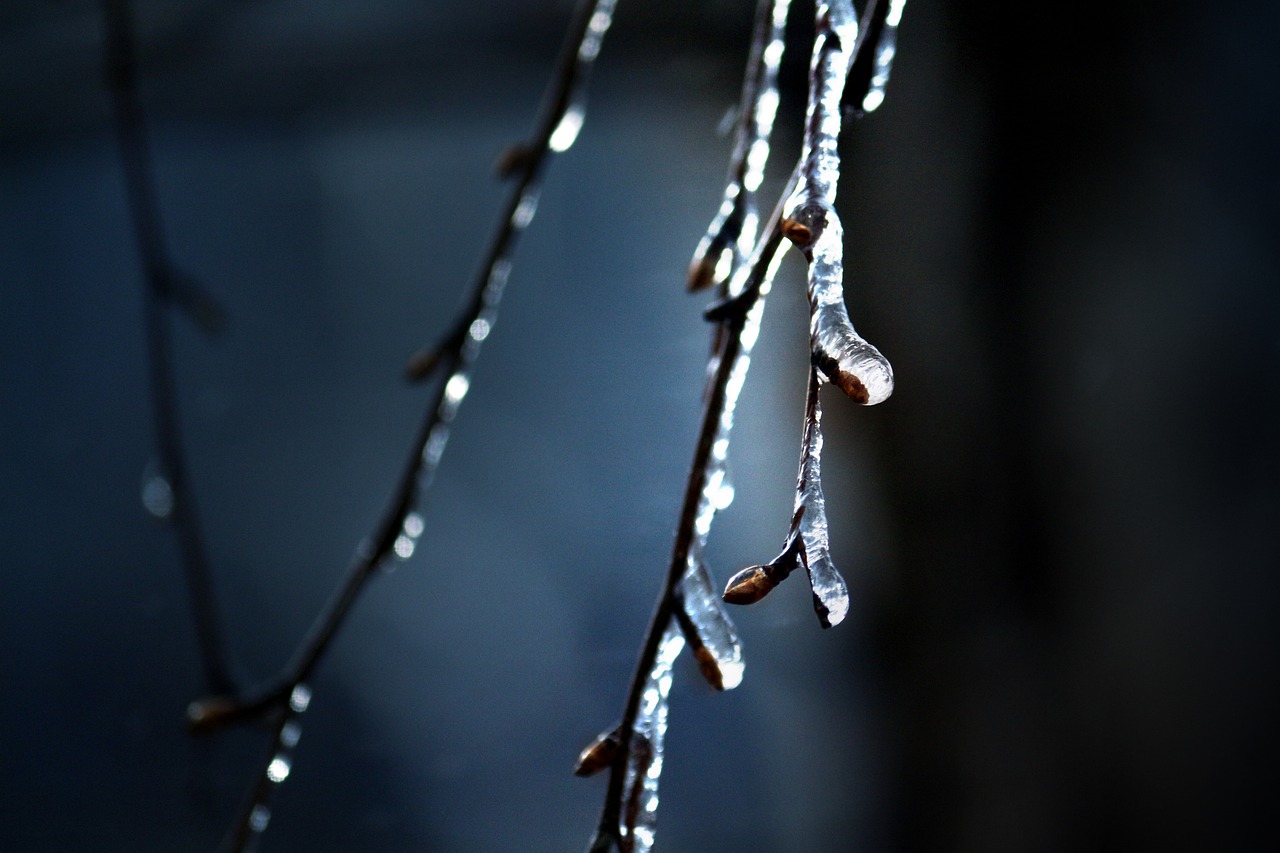 Russia Saratov Winter Cold Berezka - DenisK_2017 / Pixabay