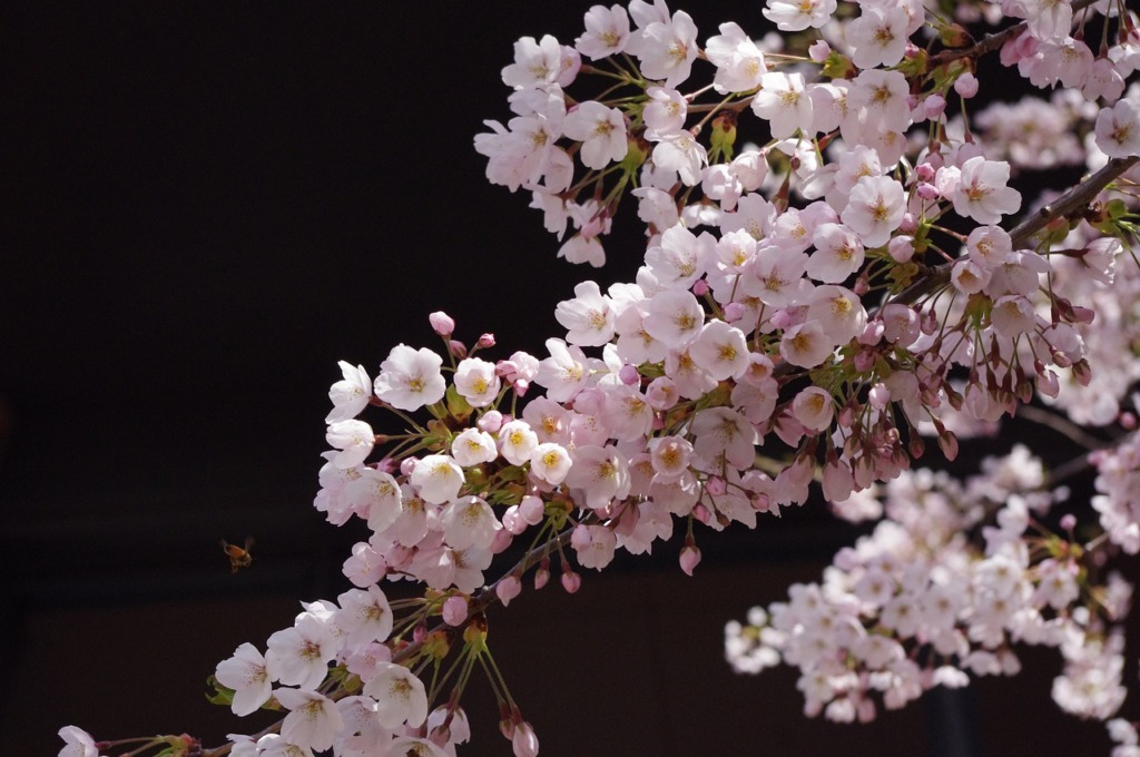 Sakura Flower Spring  - May_hokkaido / Pixabay