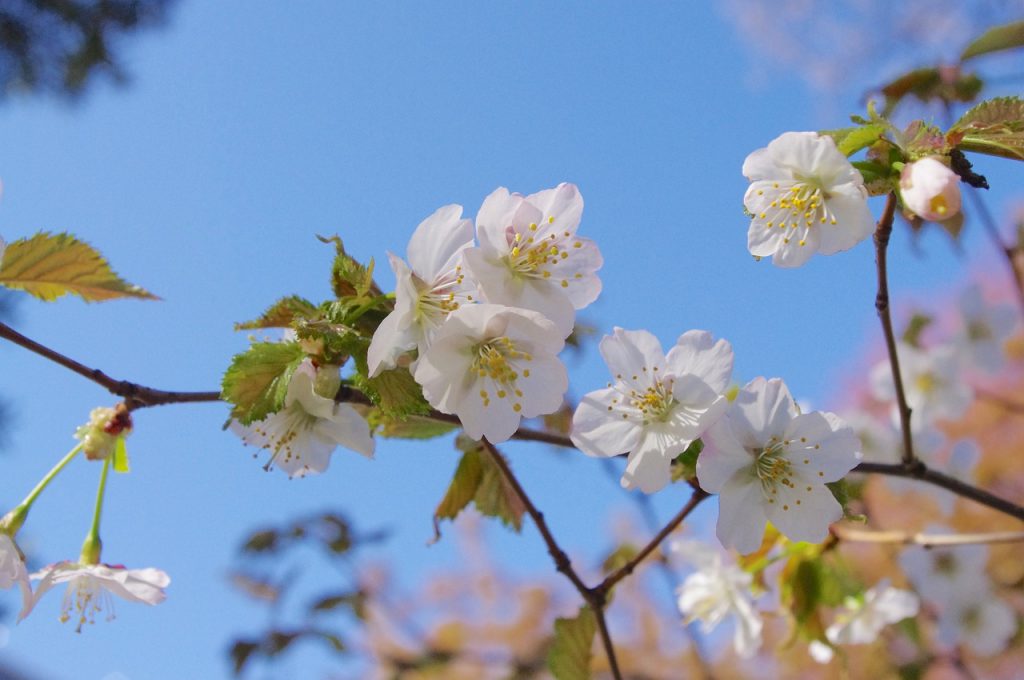 Sakura Flower Spring Nature Japan  - May_hokkaido / Pixabay