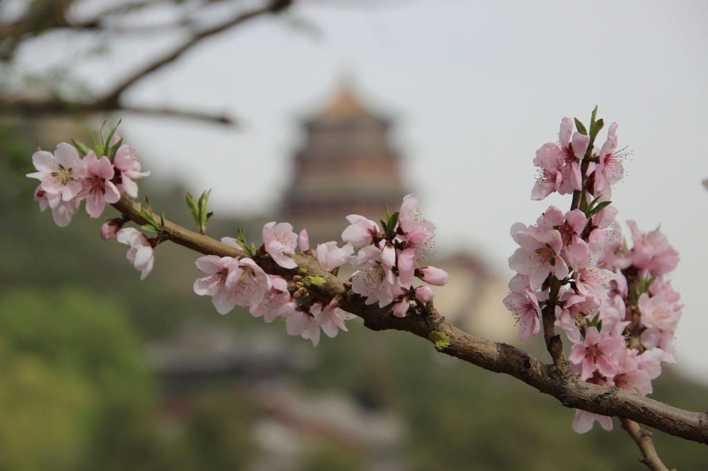 Sakura Flowers Cherry Blossom  - Lancier / Pixabay