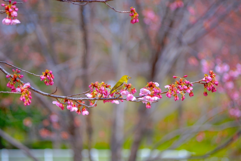 Sakura Flowers Cherry Blossoms  - PhươngNguyễn / Pixabay