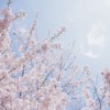 Sakura Sky Spring Cherry Pink  - May_hokkaido / Pixabay