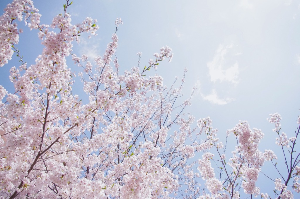 Sakura Sky Spring Cherry Pink  - May_hokkaido / Pixabay