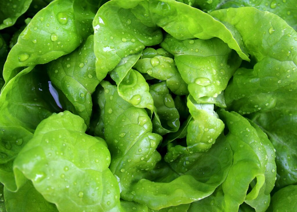 Salad Leaf Lettuce Lettuce  - moerschy / Pixabay