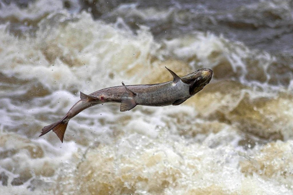 Salmon Fish Fins Scales River  - Gingerbreadmedia / Pixabay