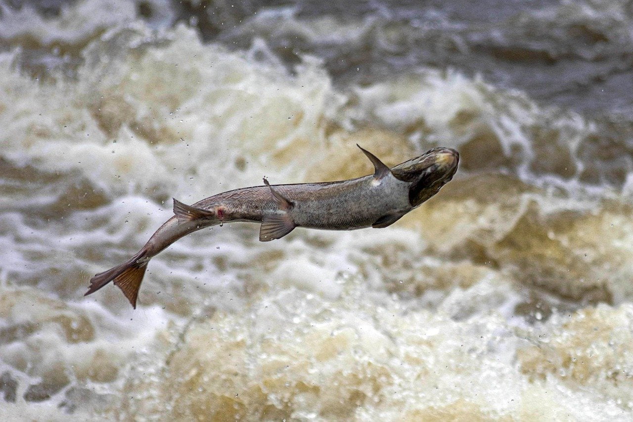 Salmon Fish Fins Scales River  - Gingerbreadmedia / Pixabay