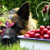 Sch%C%Afer Dog Dog Pet Animal  - AnjaGh / Pixabay