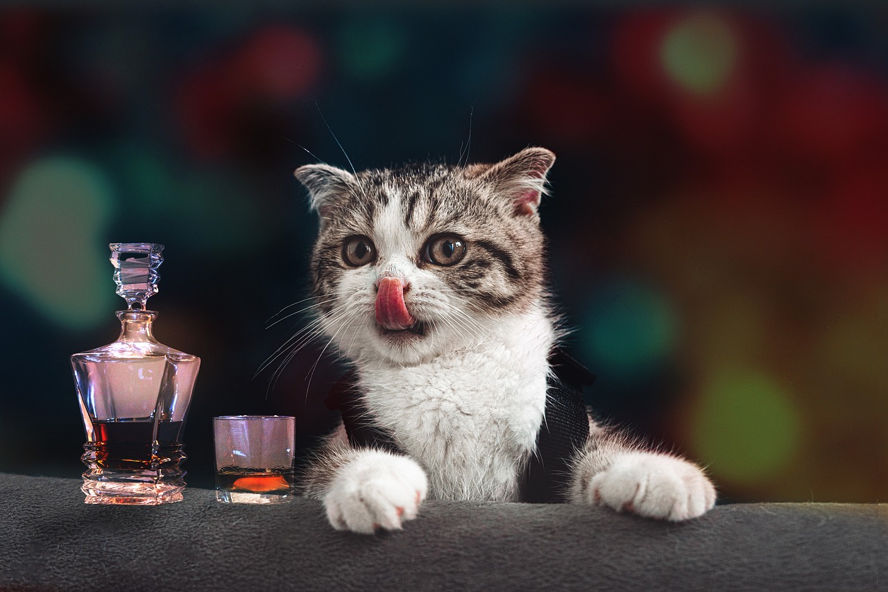 Scotch Funny Cat Drink Glass  - moshehar / Pixabay
