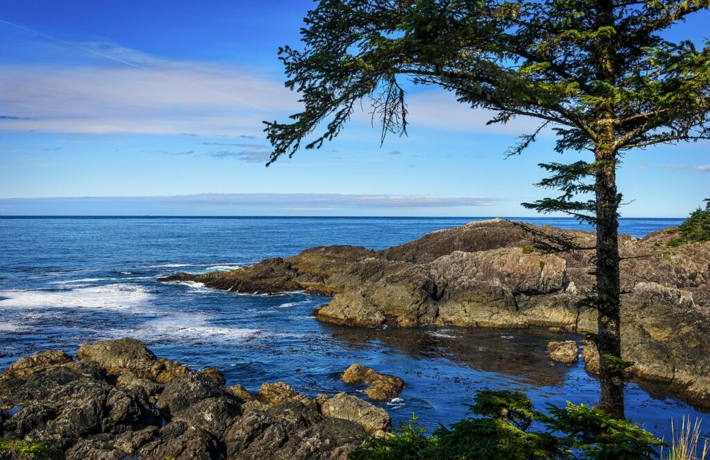 Sea Coast Rocks Stones Tree  - Sonyuser / Pixabay