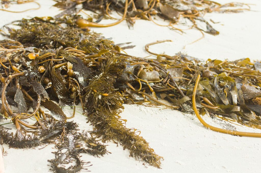 Sea Kelp Seaweed Ocean Nature  - purplemoon / Pixabay