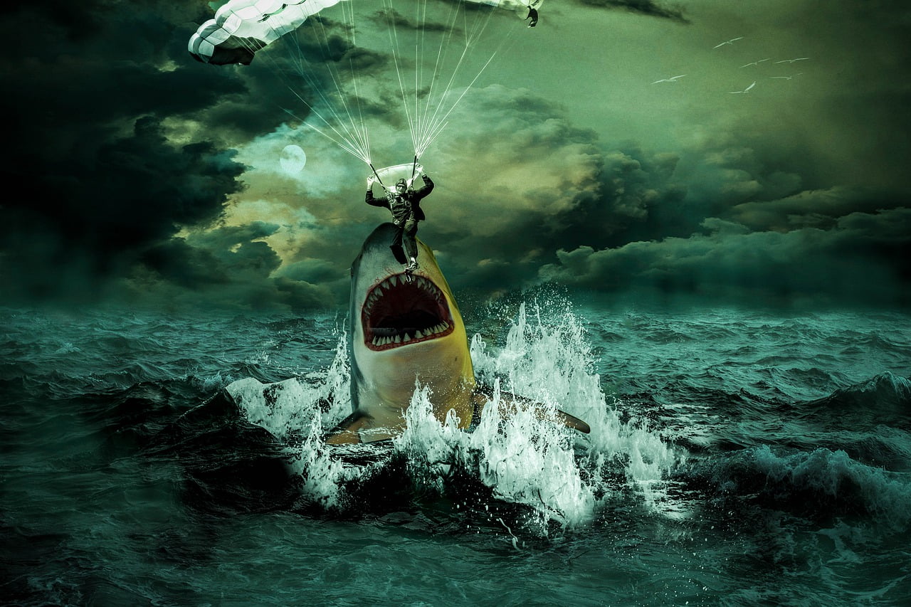 Sea Ocean Shark Water Glider  - horth / Pixabay