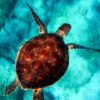 sea turtle diving animal 2361247