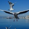 Seagull Bird Beak Wings Boats  - Korbstuhl-am-Meer / Pixabay