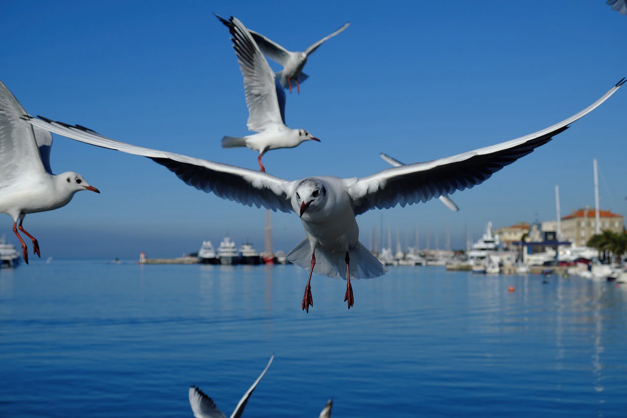Seagull Bird Beak Wings Boats - Korbstuhl-am-Meer / Pixabay
