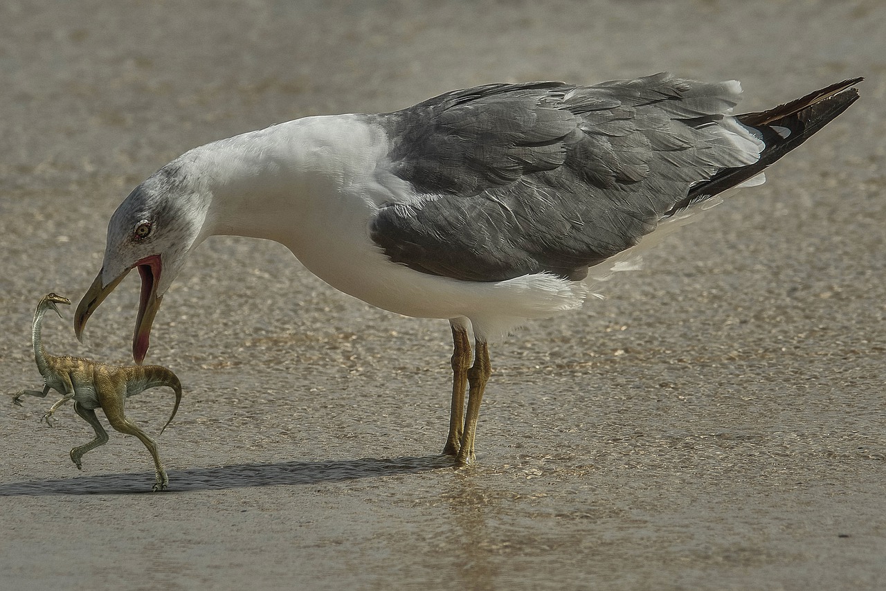 Seagull Bird Dinosaur Prehistoric  - Willgard / Pixabay