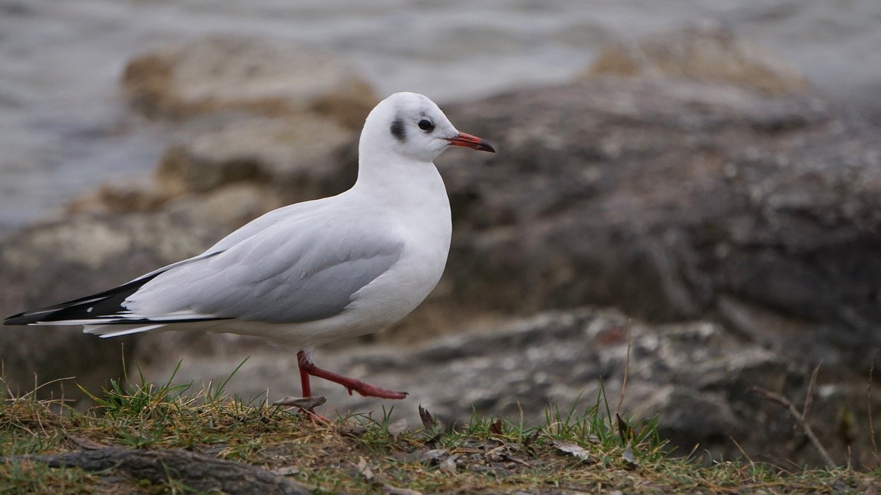 Seagull Bird Feathers Plumage Ave  - wurliburli / Pixabay