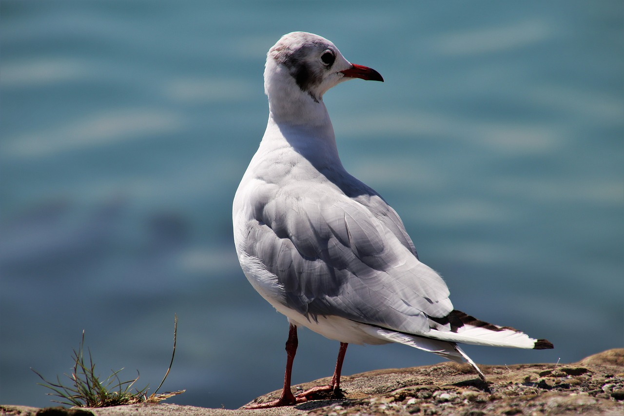 Seagull Bird Loser Pen Freedom  - pasja1000 / Pixabay