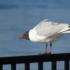 Seagull Bird Nature Aggression  - Dmitry-Belov / Pixabay