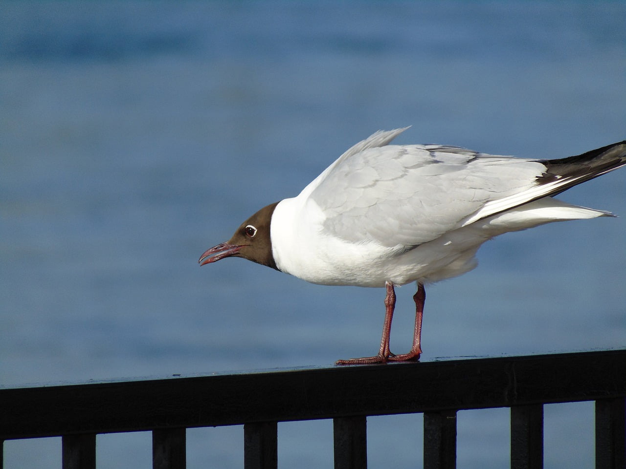 Seagull Bird Nature Aggression  - Dmitry-Belov / Pixabay