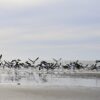 Seagulls Birds Flock Beach Flying  - YeeLey / Pixabay