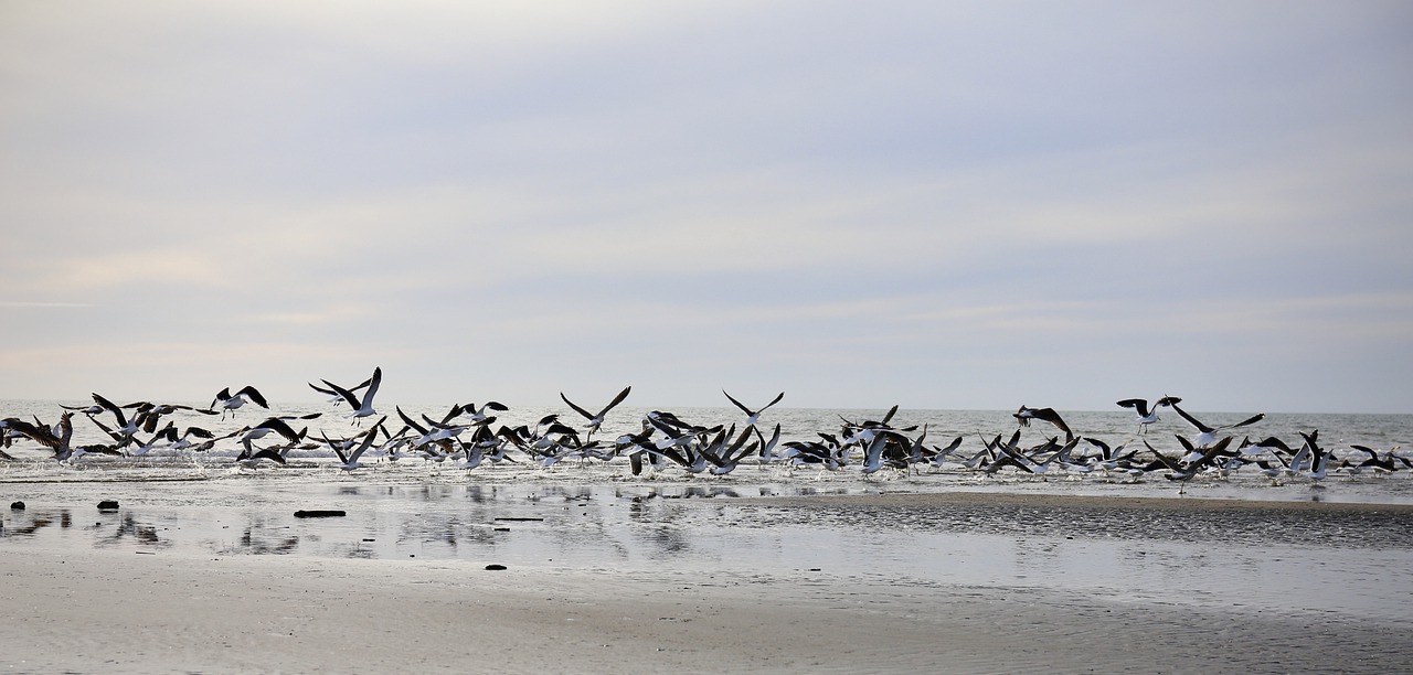 Seagulls Birds Flock Beach Flying - YeeLey / Pixabay