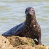 Seal Pup Seal Rocks Pinniped  - TheOtherKev / Pixabay