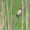 Sedge Warbler Songbird Tube Singer  - Georg_Wietschorke / Pixabay