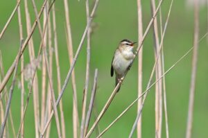 Sedge Warbler Songbird Tube Singer  - Georg_Wietschorke / Pixabay