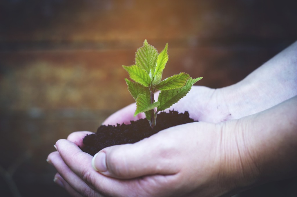 Seedling Plant Hand Planting  - AVAKAphoto / Pixabay