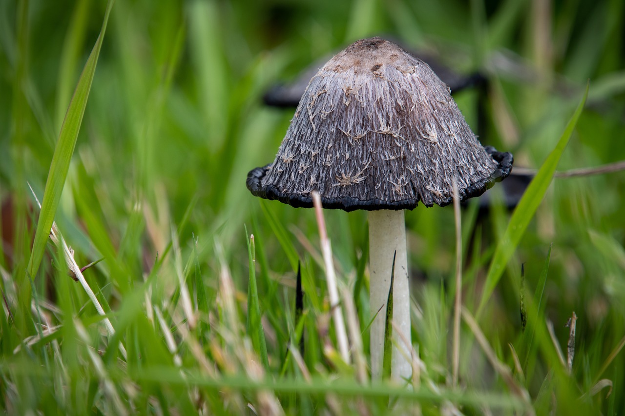 Shaggy Ink Cap Lawyer S Wig - dendoktoor / Pixabay