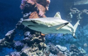 Shark Animal Underwater Wildlife  - Sinousxl / Pixabay