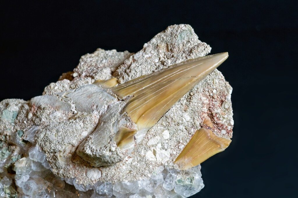 Shark Tooth Fossil Petrified  - Camera-man / Pixabay
