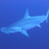 sharks blue underwater 266014