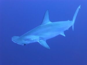 sharks blue underwater 266014