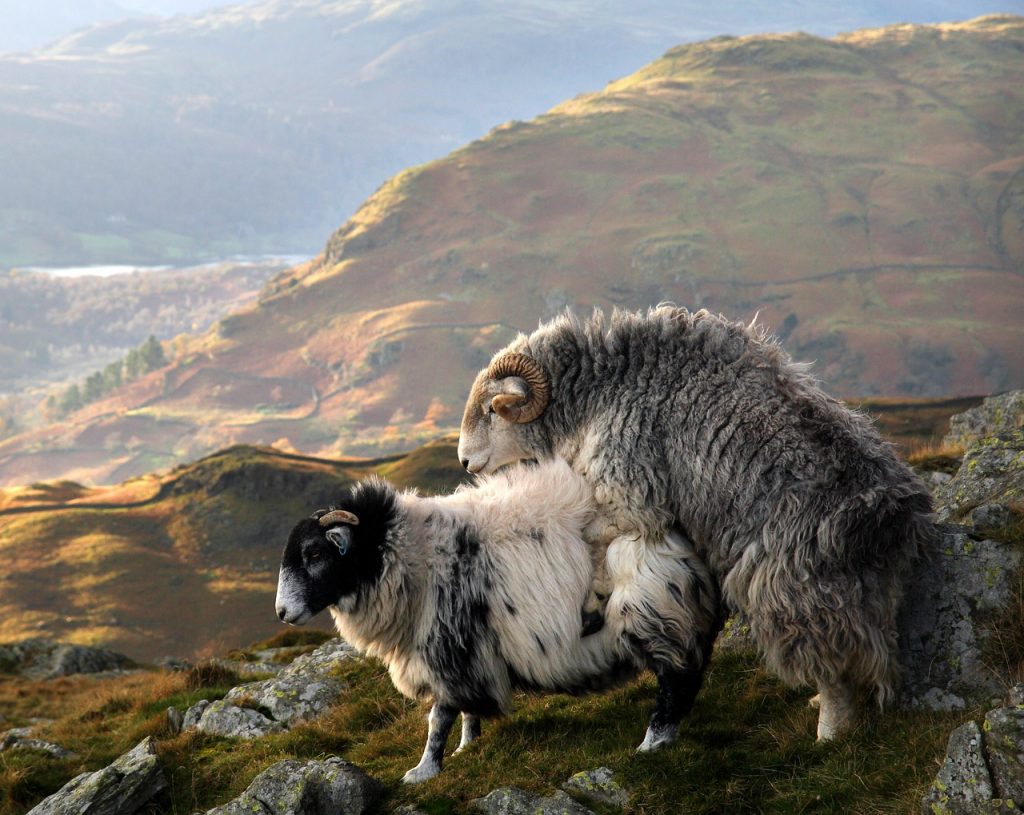 Sheep Copulation Lake District  - Emphyrio / Pixabay