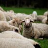 Sheep Flock Of Sheep Animals Wool  - congerdesign / Pixabay