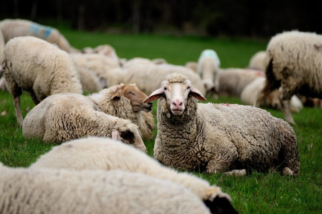 Sheep Flock Of Sheep Animals Wool  - congerdesign / Pixabay