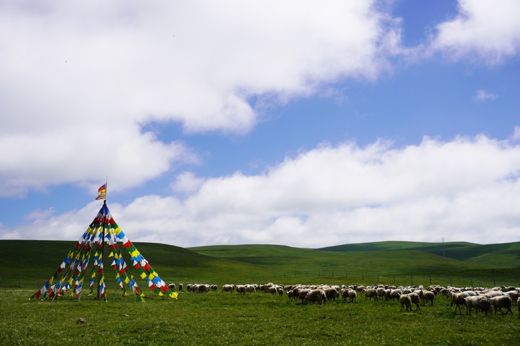 Sheep Grassland Herd Animal  - MountJin / Pixabay