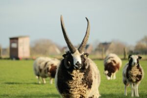 Sheep Horns Mammal Wool  - Caniceus / Pixabay
