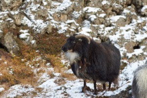 Sheep Iceland Winter Livestock  - Wolfgang_Hasselmann / Pixabay