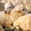 Sheep Lamb Animals Wool Mammals  - fietzfotos / Pixabay