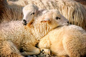 Sheep Lamb Animals Wool Mammals  - fietzfotos / Pixabay