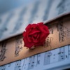 Sheet Music Red Rose Classical Music  - Ri_Ya / Pixabay