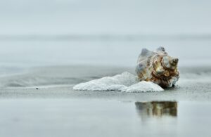 Shell Coast Sand Reflection  - NWimagesbySabrinaEickhoff / Pixabay