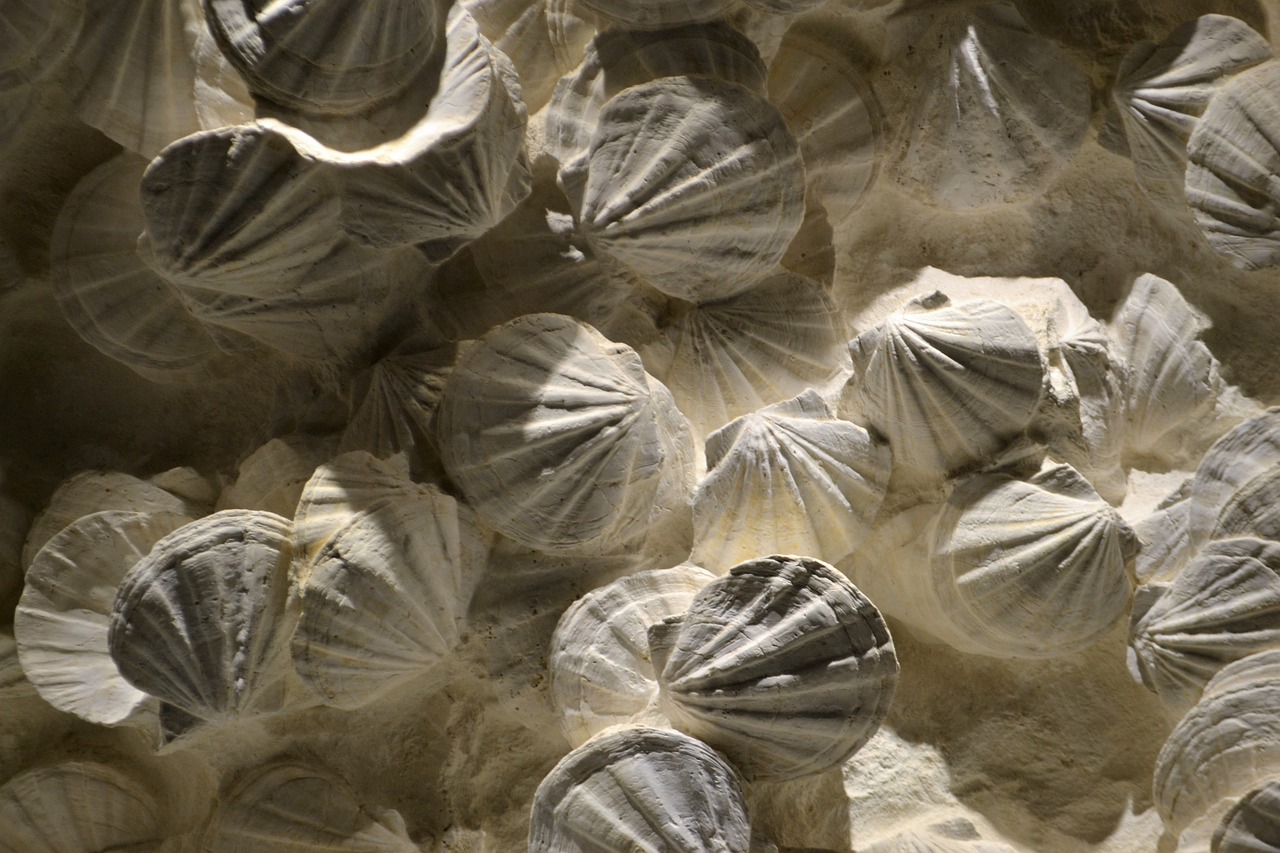 Shell Sea Beach Art Background - ArtisticOperations / Pixabay