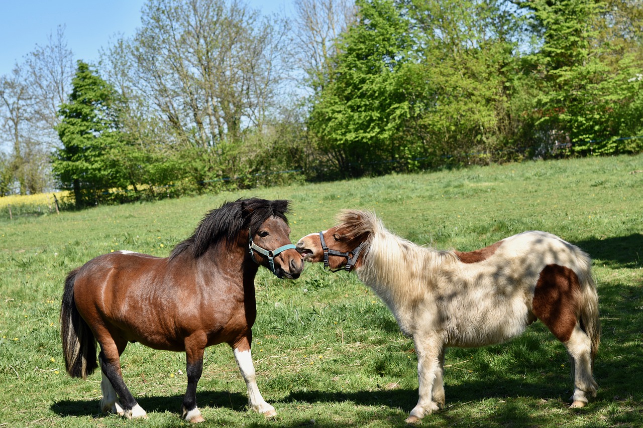 Shetland Ponies Pony Equines  - JACLOU-DL / Pixabay