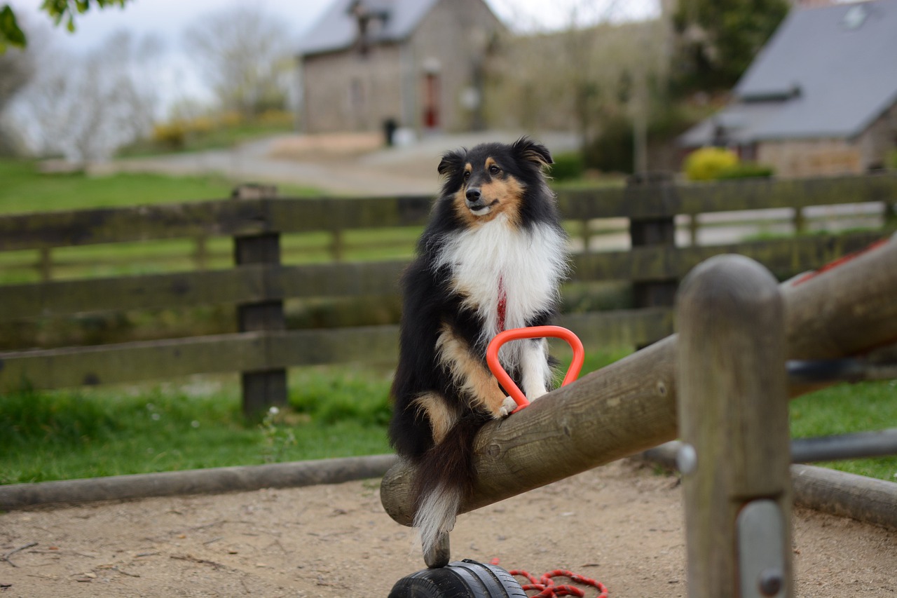 Shetland Sheepdog Dog Seesaw - JACLOU-DL / Pixabay