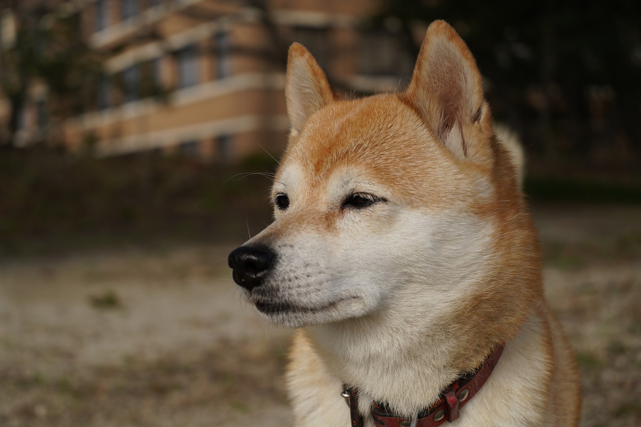 Shiba Inu Dog Pet Animal Puppy - Super_Creator / Pixabay