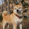 Shiba Inu Dog Pet Animal Puppy  - Super_Creator / Pixabay